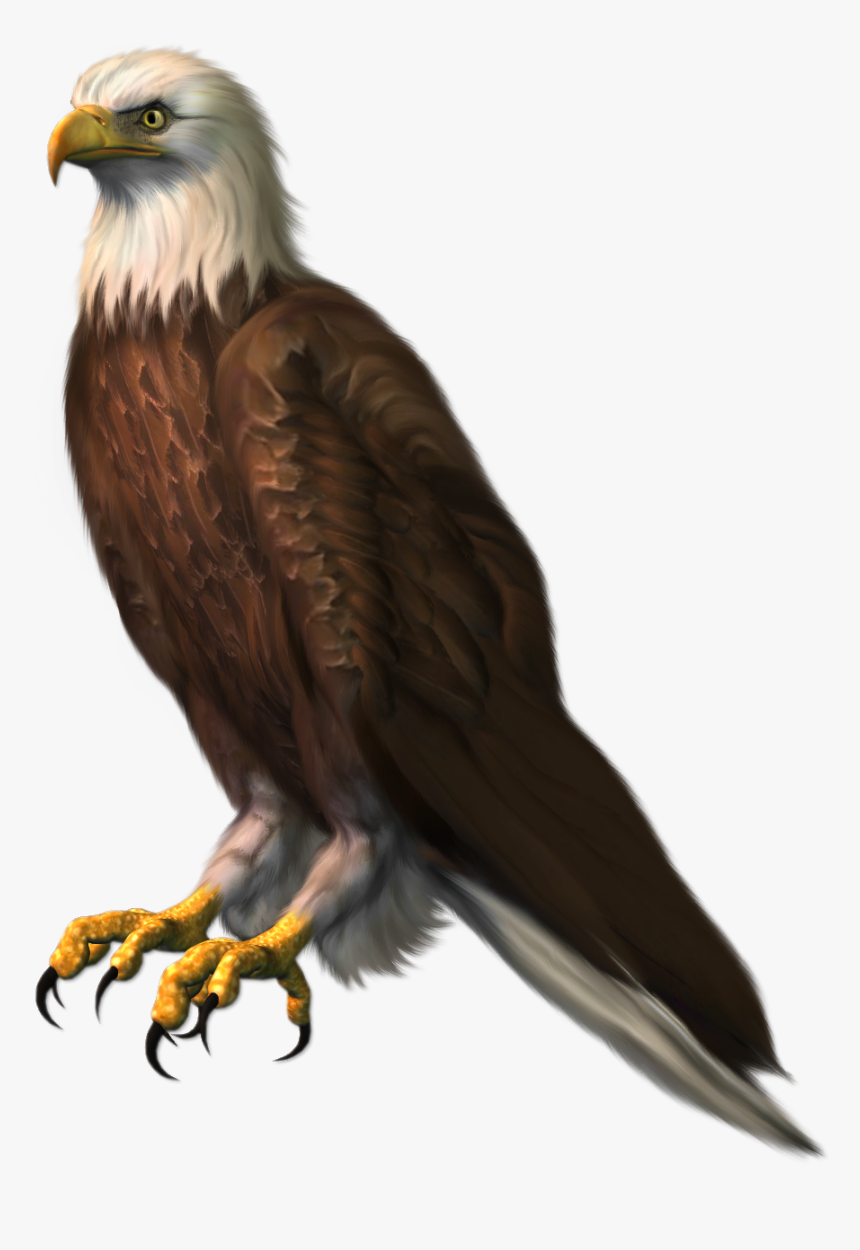 Sitting Eagle Png Hd, Transparent Png