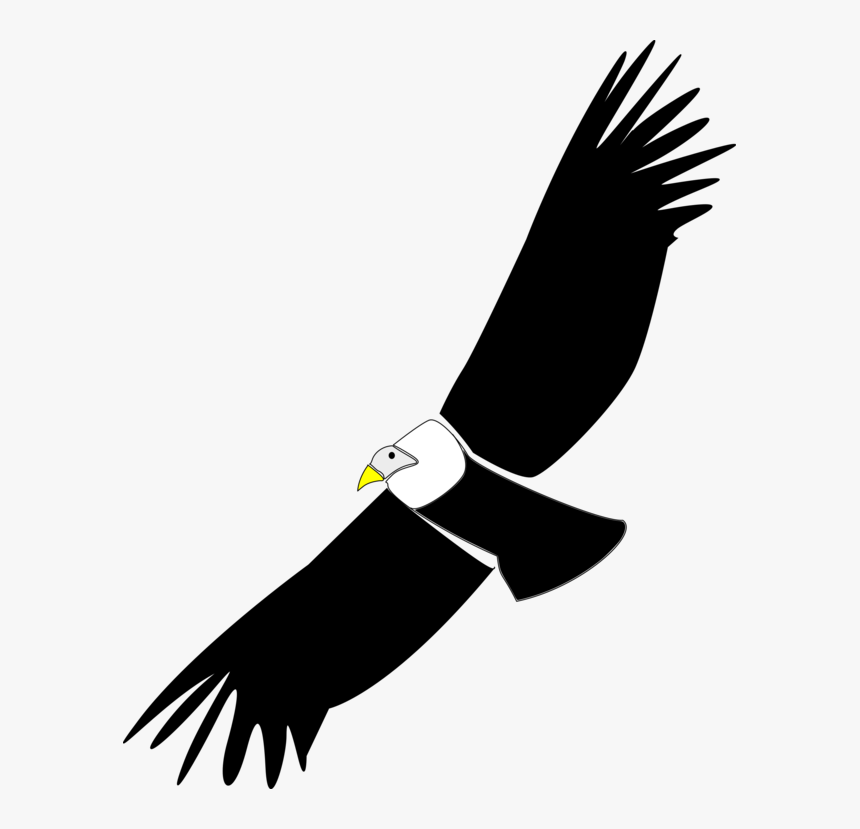 Bald Eagle,accipitridae,sea Eagle - Condor Clip Art, HD Png Download