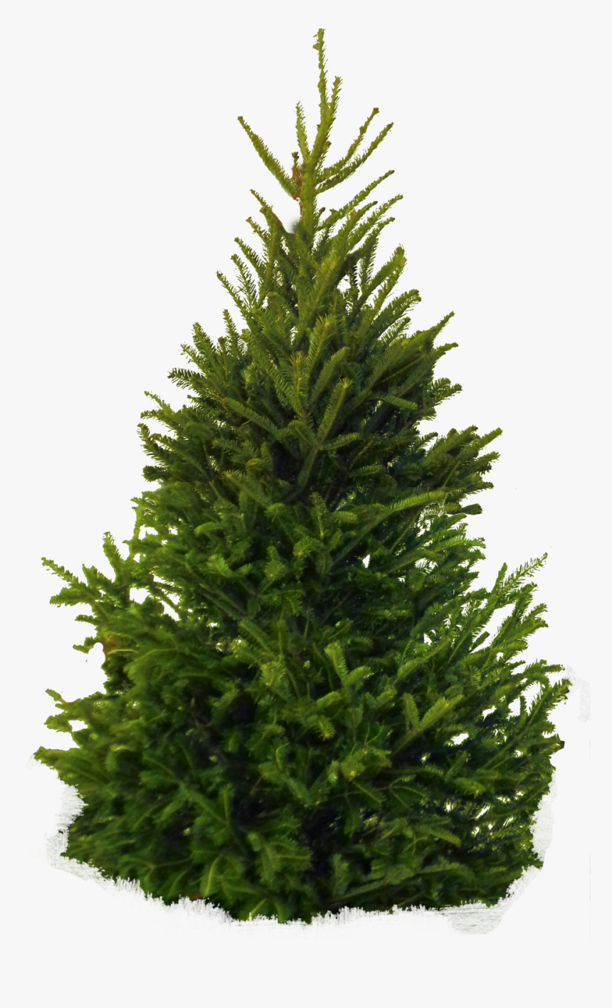 Fir Tree Png Image - Pine Tree White Background, Transparent Png