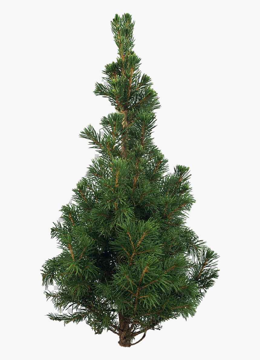 Artificial Christmas Tree Png Pic - Scots Pine Christmas Tree, Transparent Png
