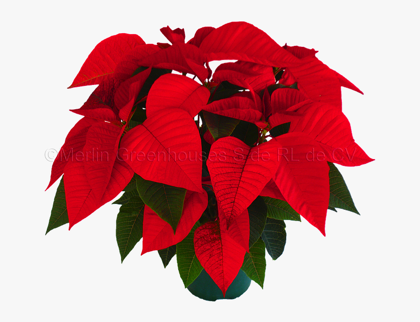 Flower Crown Snapchat Png - Planta Noche Buena Png, Transparent Png