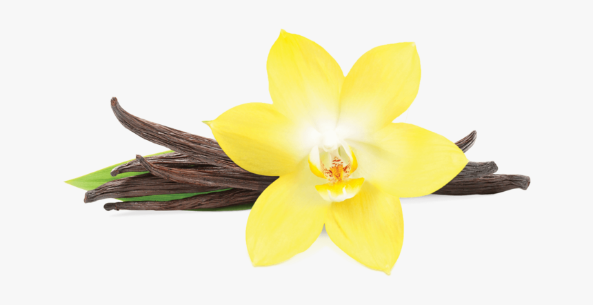 Vanilla Png Pluspng - Vanilla Flower Picture Transparent, Png Download