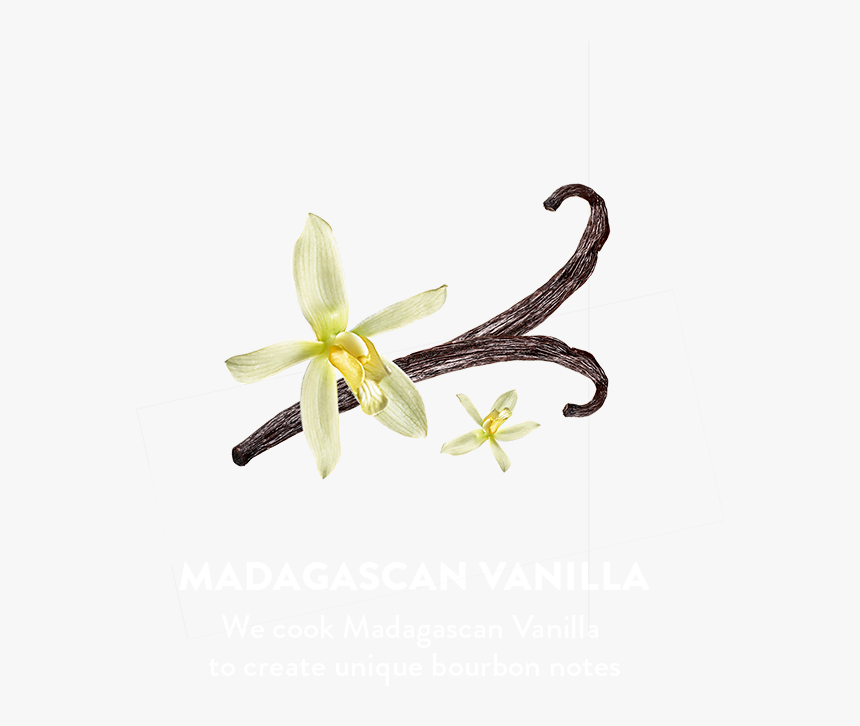 Lily, HD Png Download