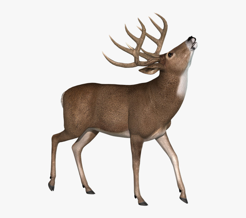 Antler, HD Png Download