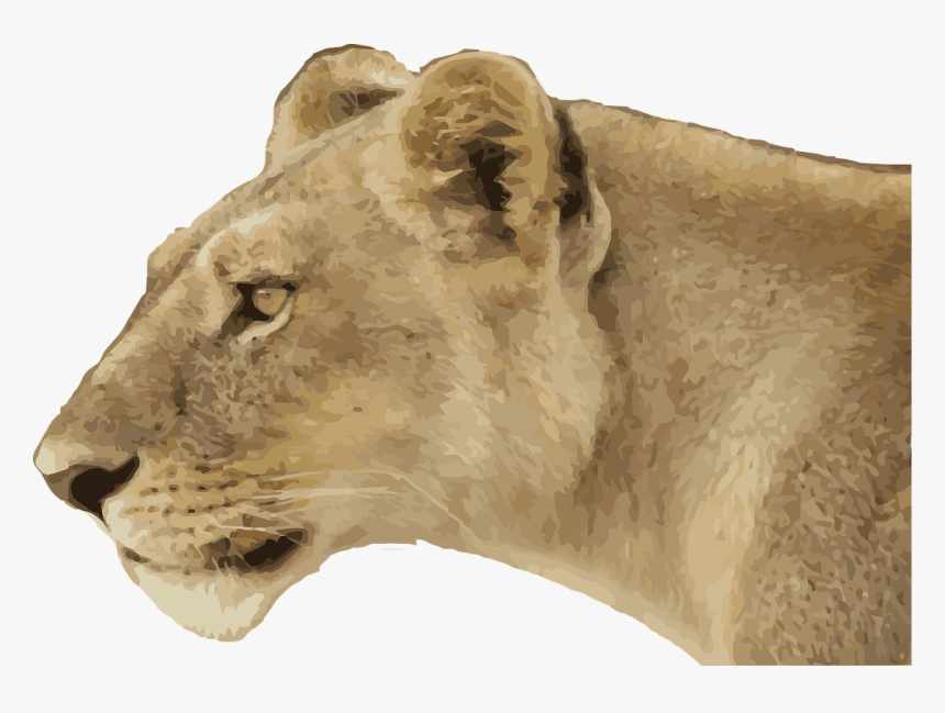 Lioness Png Free Download - Leonessa Png, Transparent Png