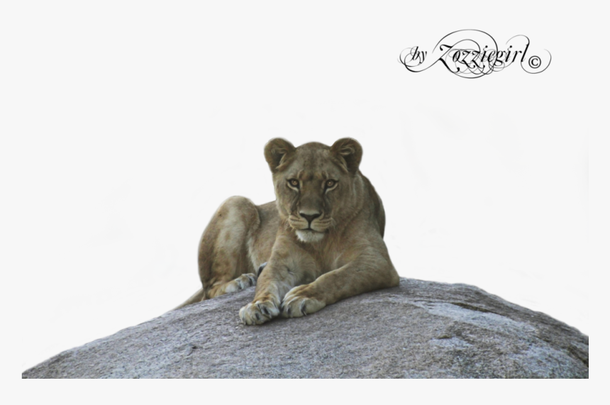 Picture Pauline Bond - Png Lioness, Transparent Png
