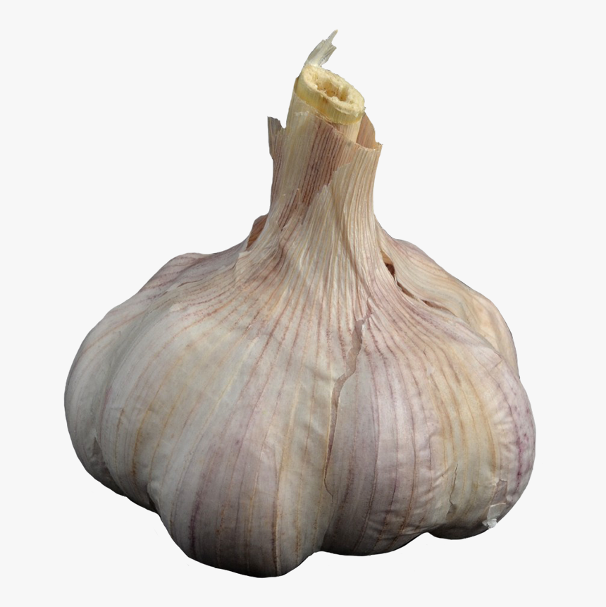 Garlic Clipart - กระเทียม Png, Transparent Png