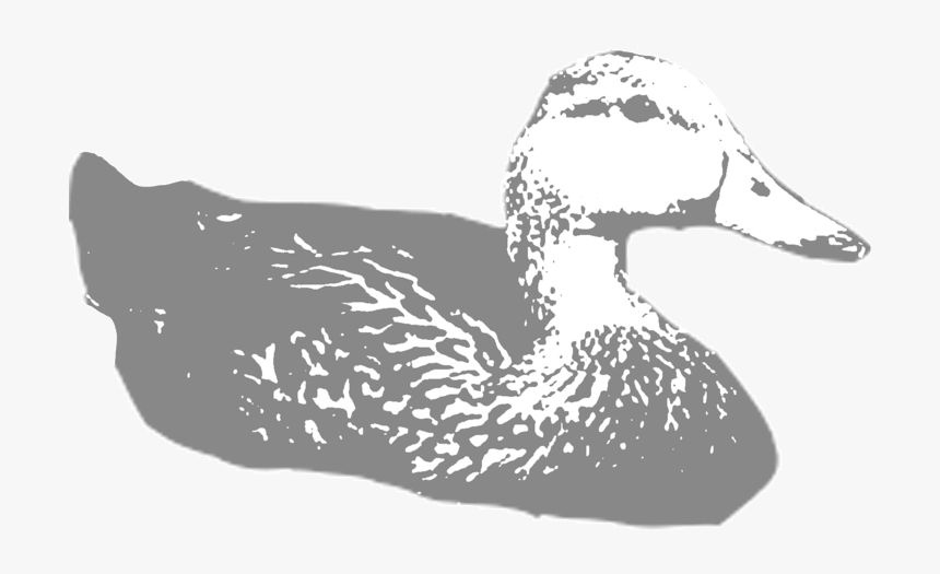 Molted-duck - Mallard, HD Png Download