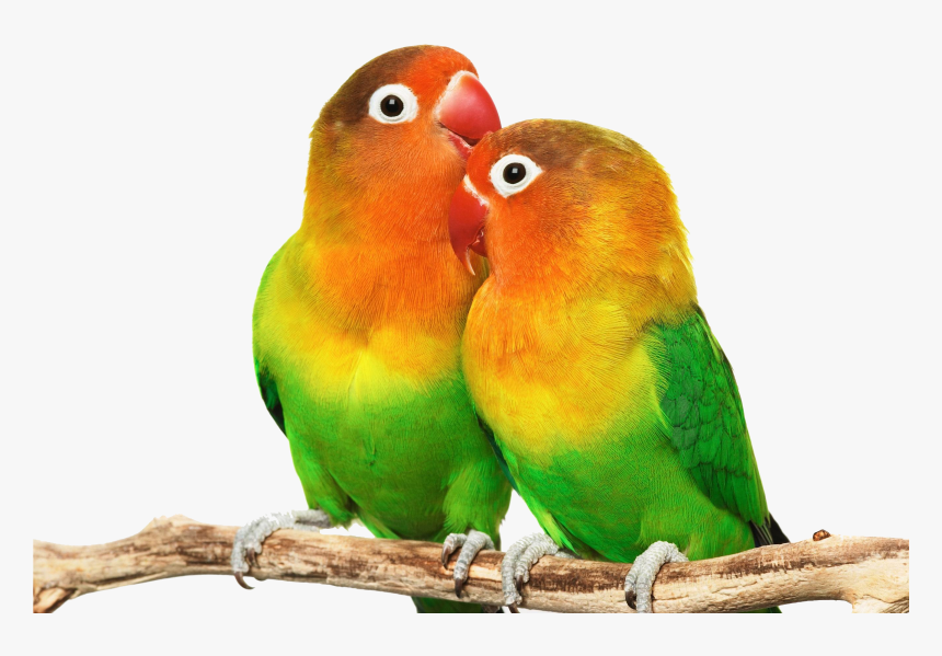 Love Birds Photos Download, HD Png Download