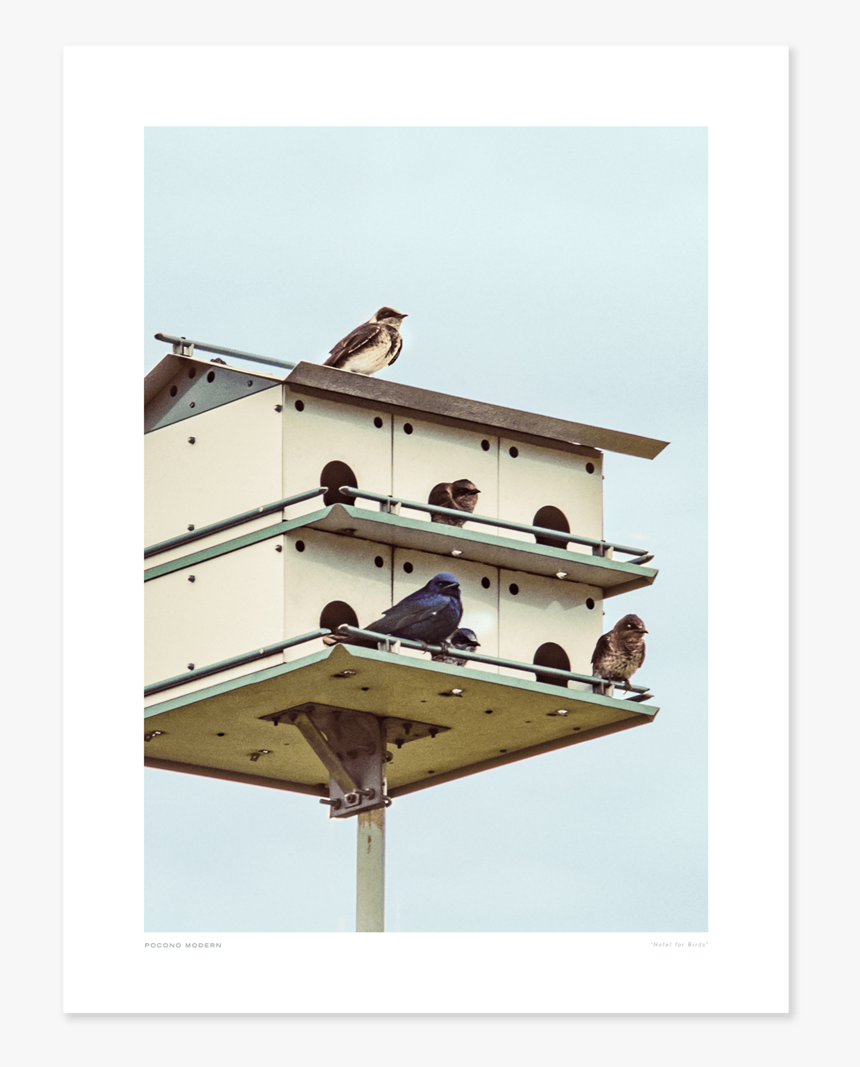 Main Hotel For Birds - Pigeons And Doves, HD Png Download