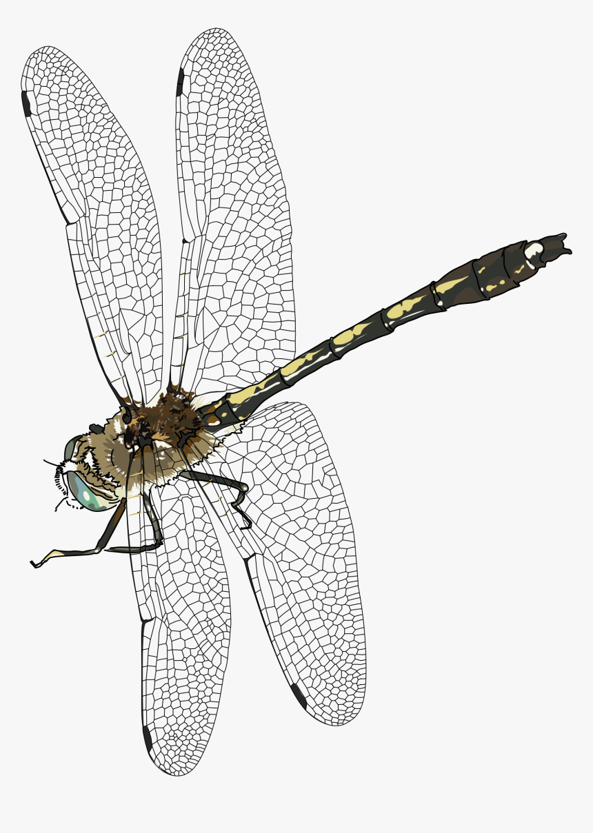 Download Dragonfly Transparent Background - Dragonfly Transparent, HD Png Download