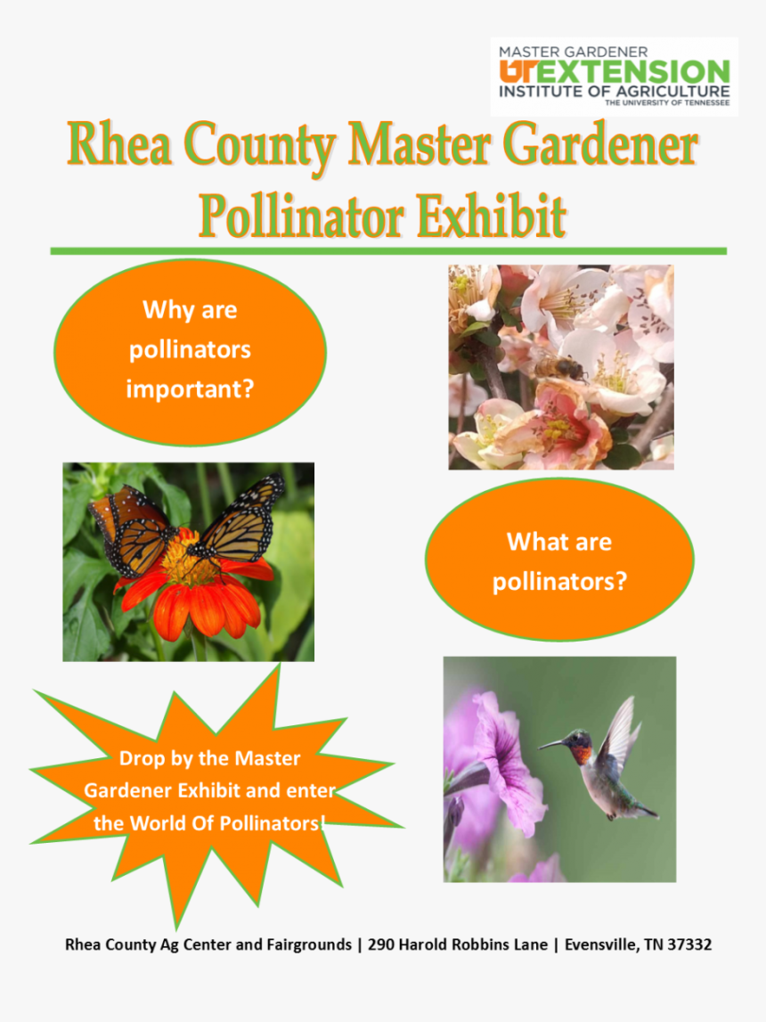 Transparent Gardener Png - Cattleya, Png Download