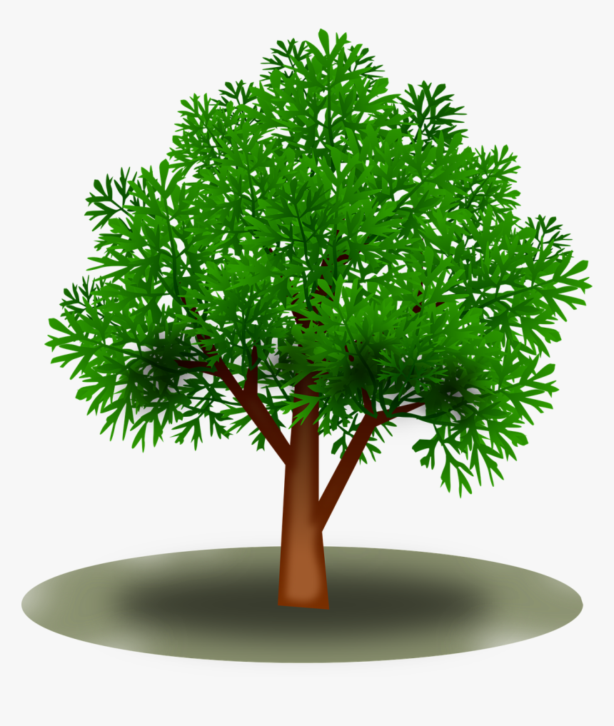 Skov Png, Transparent Png