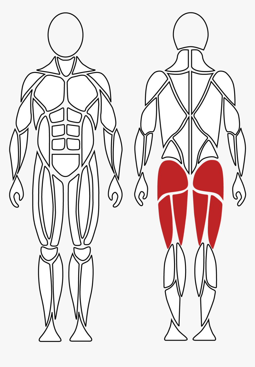 Active Muscles For Hip Extension, David Health Solutions - Illustration, HD Png Download