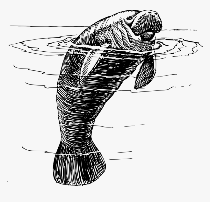 Line Art,coloring Book,fish - Manatee Black And White, HD Png Download