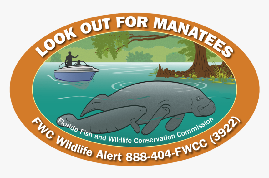 Whale, HD Png Download