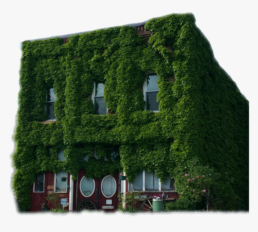 Tree, HD Png Download