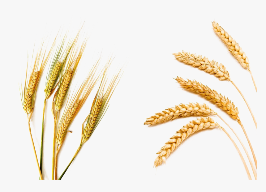 Barley Png Picture - Wheat Barley, Transparent Png