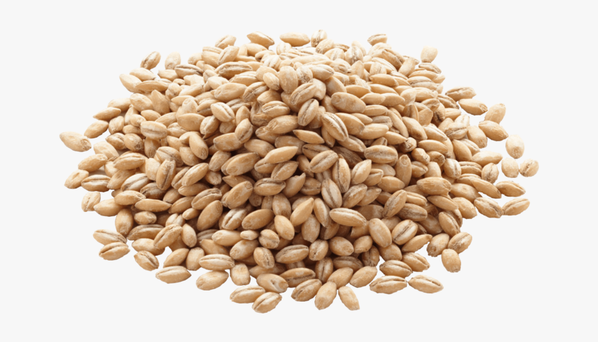 Barley Png Image - Grain Barley Png, Transparent Png