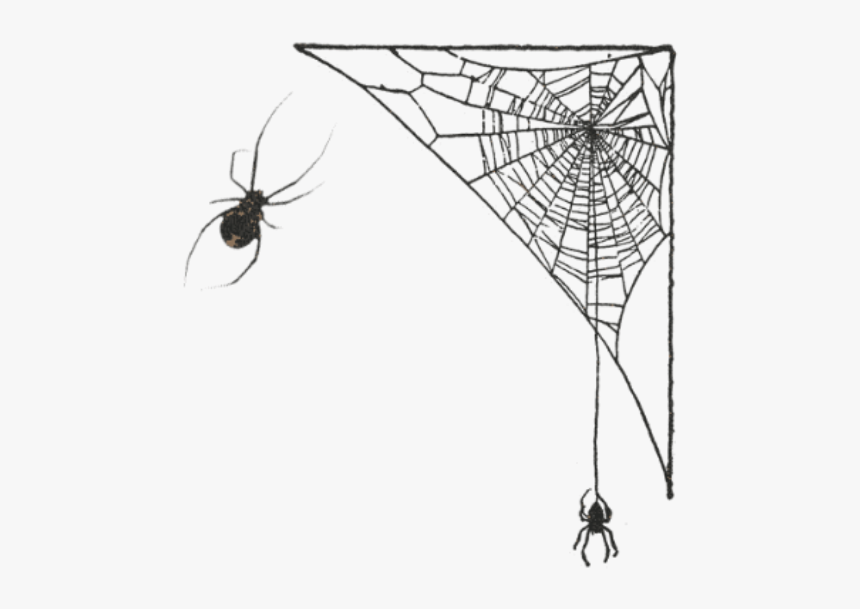 Spider Web, HD Png Download