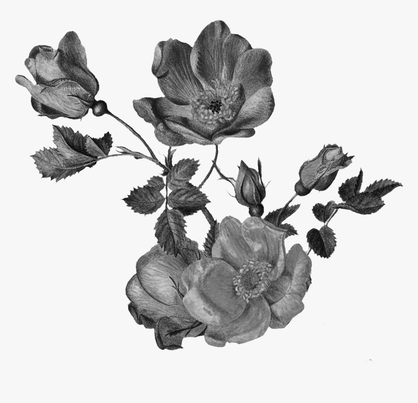 Garden Roses, HD Png Download