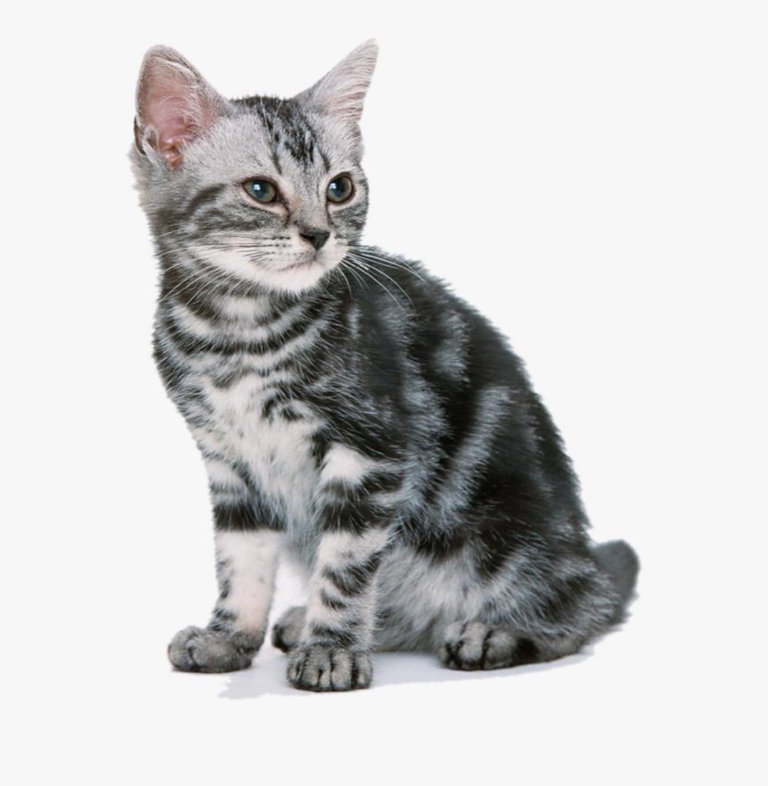 Ragdoll And American Shorthair, HD Png Download