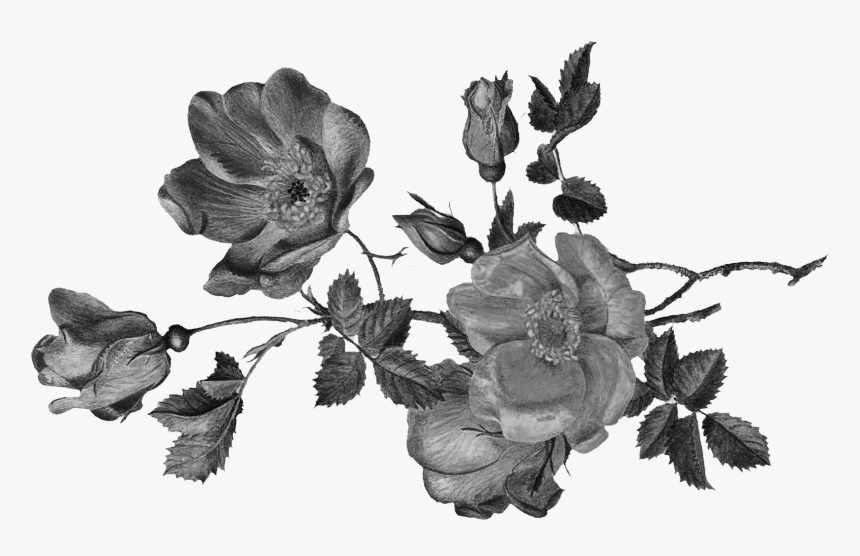 Garden Roses, HD Png Download