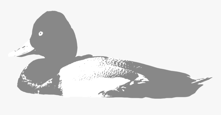 Lesser-scaup - Mallard, HD Png Download