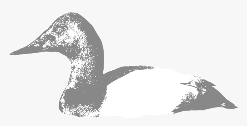 Canvasback - Seaduck, HD Png Download