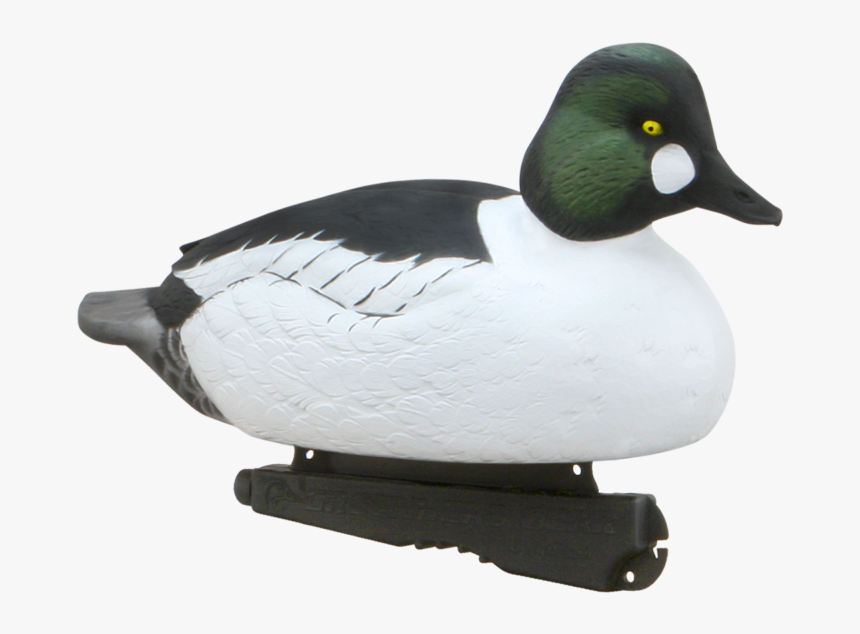 Bufflehead, HD Png Download