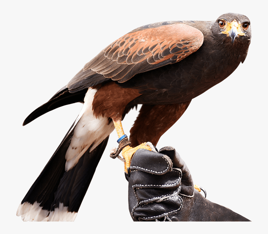 Golden Eagle, HD Png Download