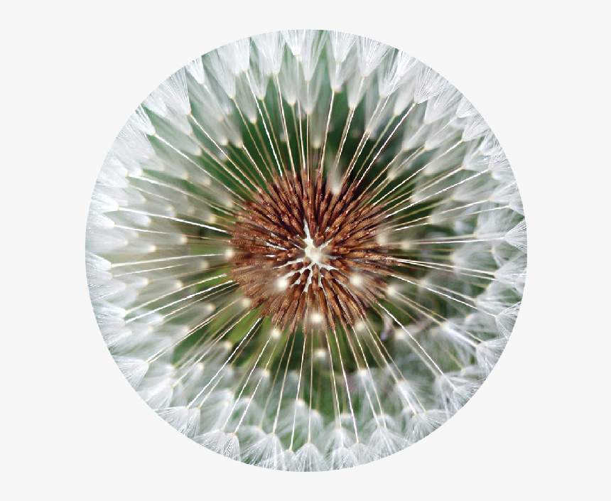 Flower That You Make A Wish, HD Png Download