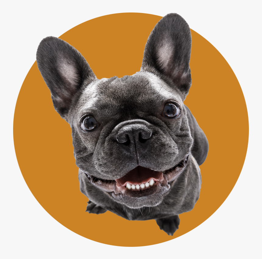 Dog, HD Png Download
