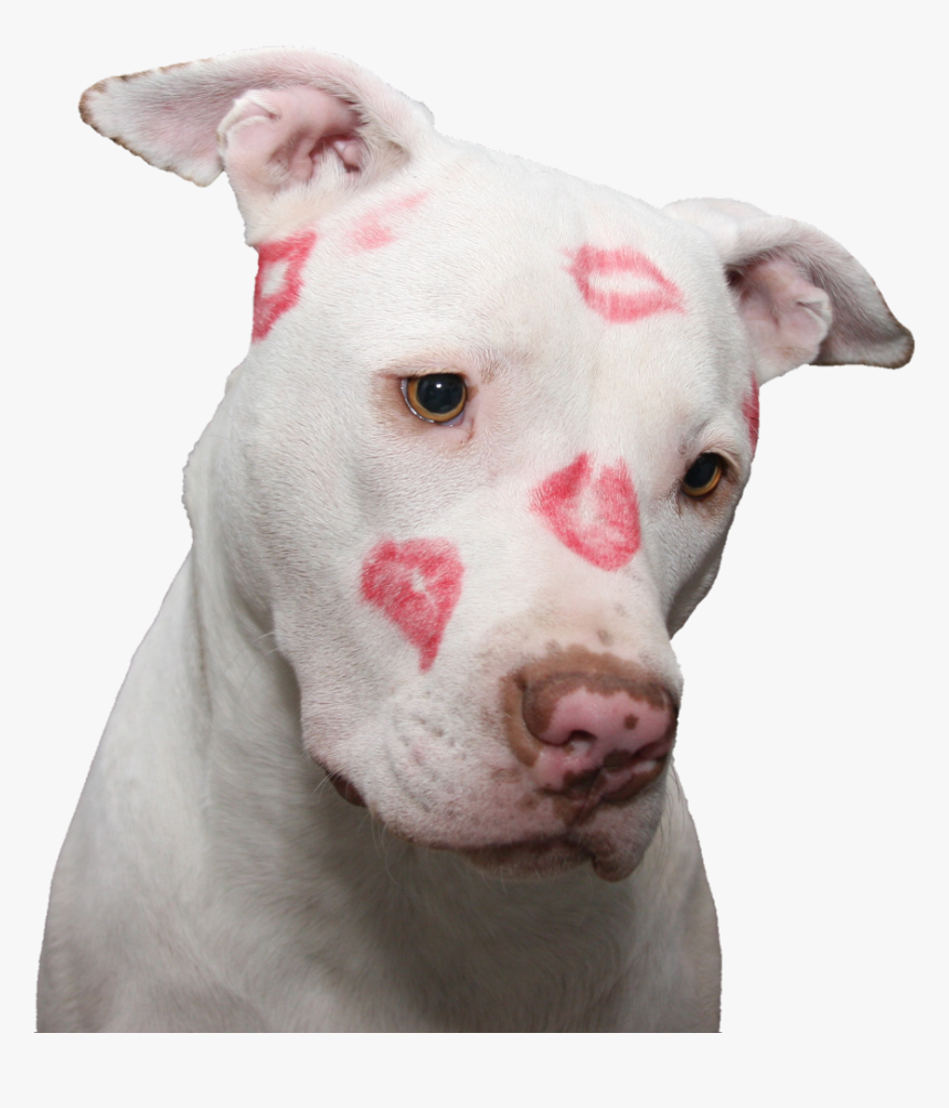 #puppy #dog #love #kiss #kisses #cute #doggo #pupper - American Pit Bull Terrier, HD Png Download