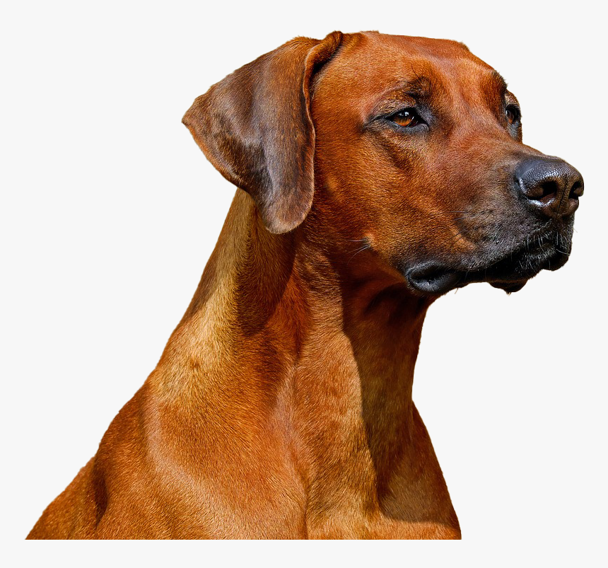 Rhodesian Ridgeback , Png Download - Rhodesian Ridgeback, Transparent Png