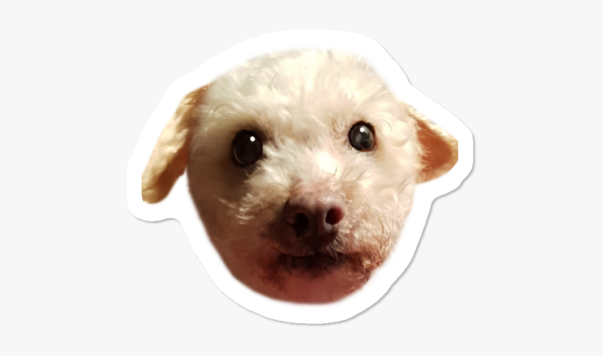 Companion Dog, HD Png Download