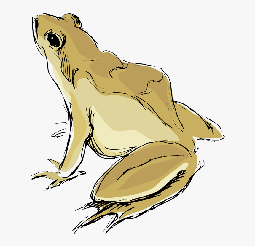 Free Frog Clipart - Clip Art, HD Png Download