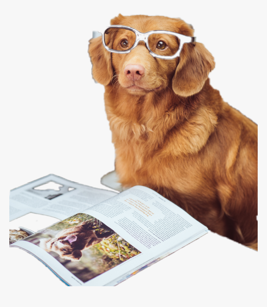 #smart #doggo - Smart Doggo, HD Png Download