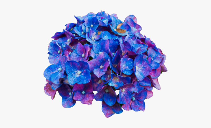Pink Purple Blue Flowers Transparent, HD Png Download