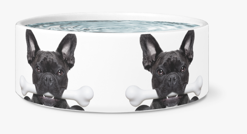 frenchie dog bowl
