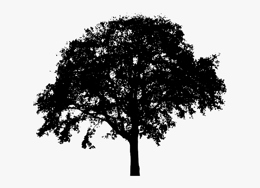 Thumb Image - Tree Silhouette Png, Transparent Png