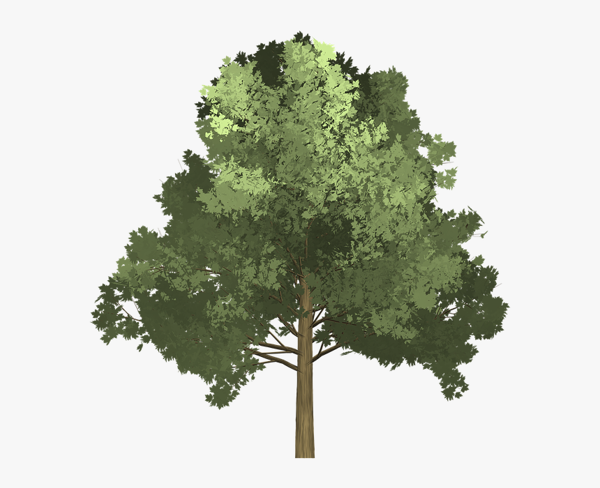 #arbol #naturaleza #verde #paisaje #zeezii88 @zeezii88 - Tree Illustration Png, Transparent Png