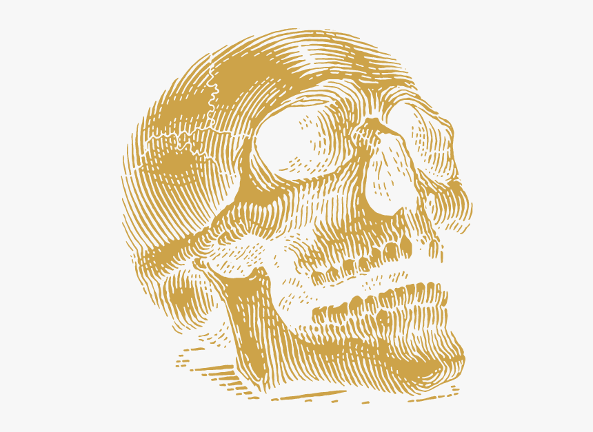 Skull, HD Png Download