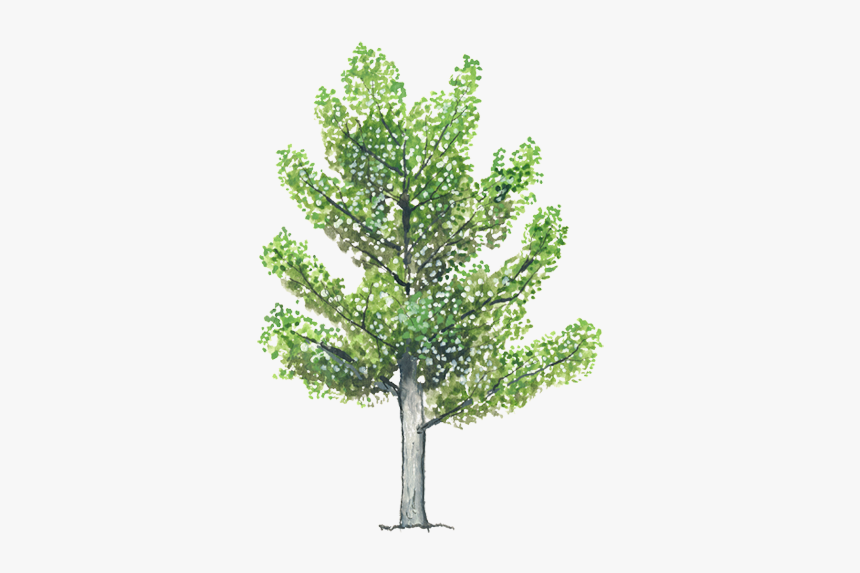 Thumb Image - Arbol Alamo Animado, HD Png Download