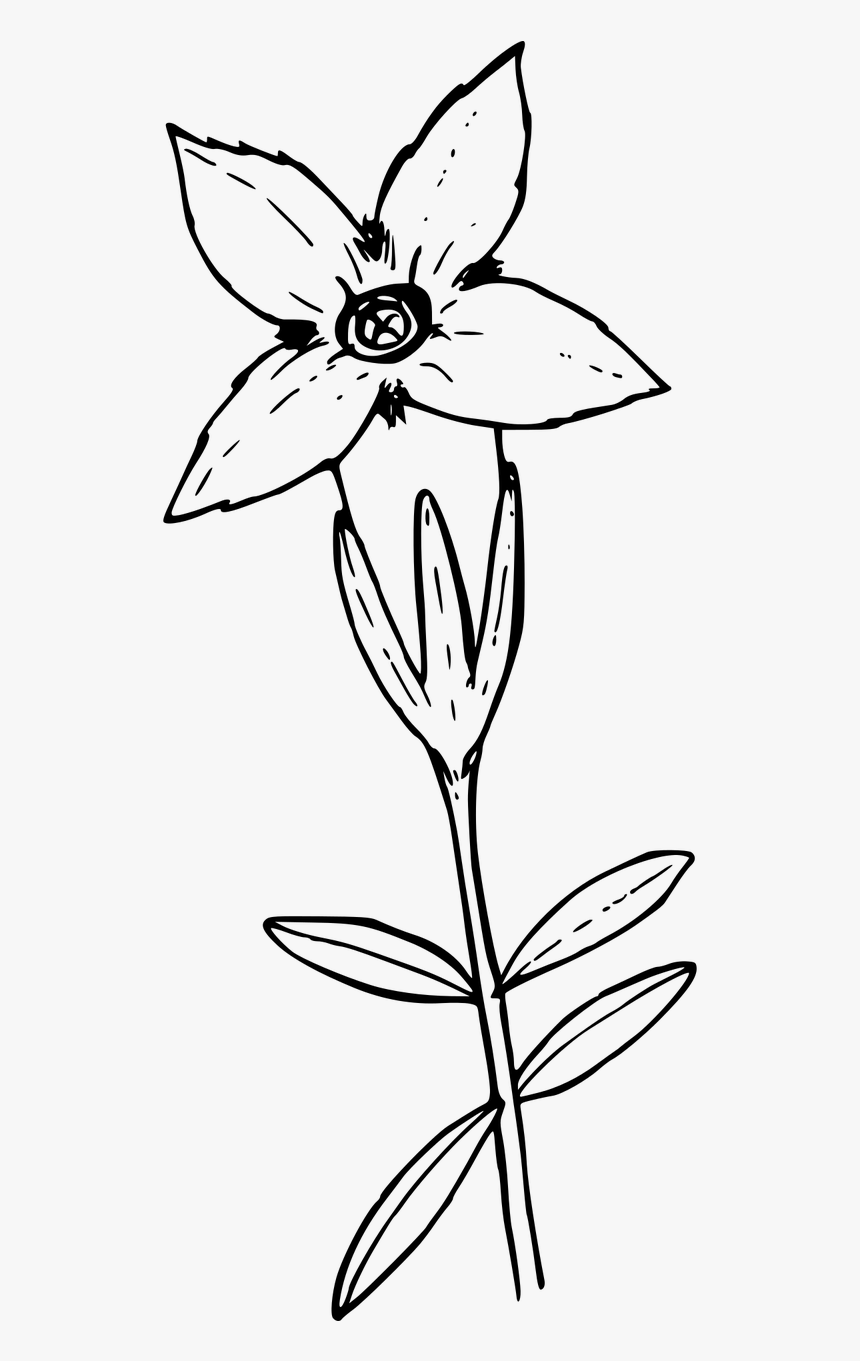 Lily Family, HD Png Download