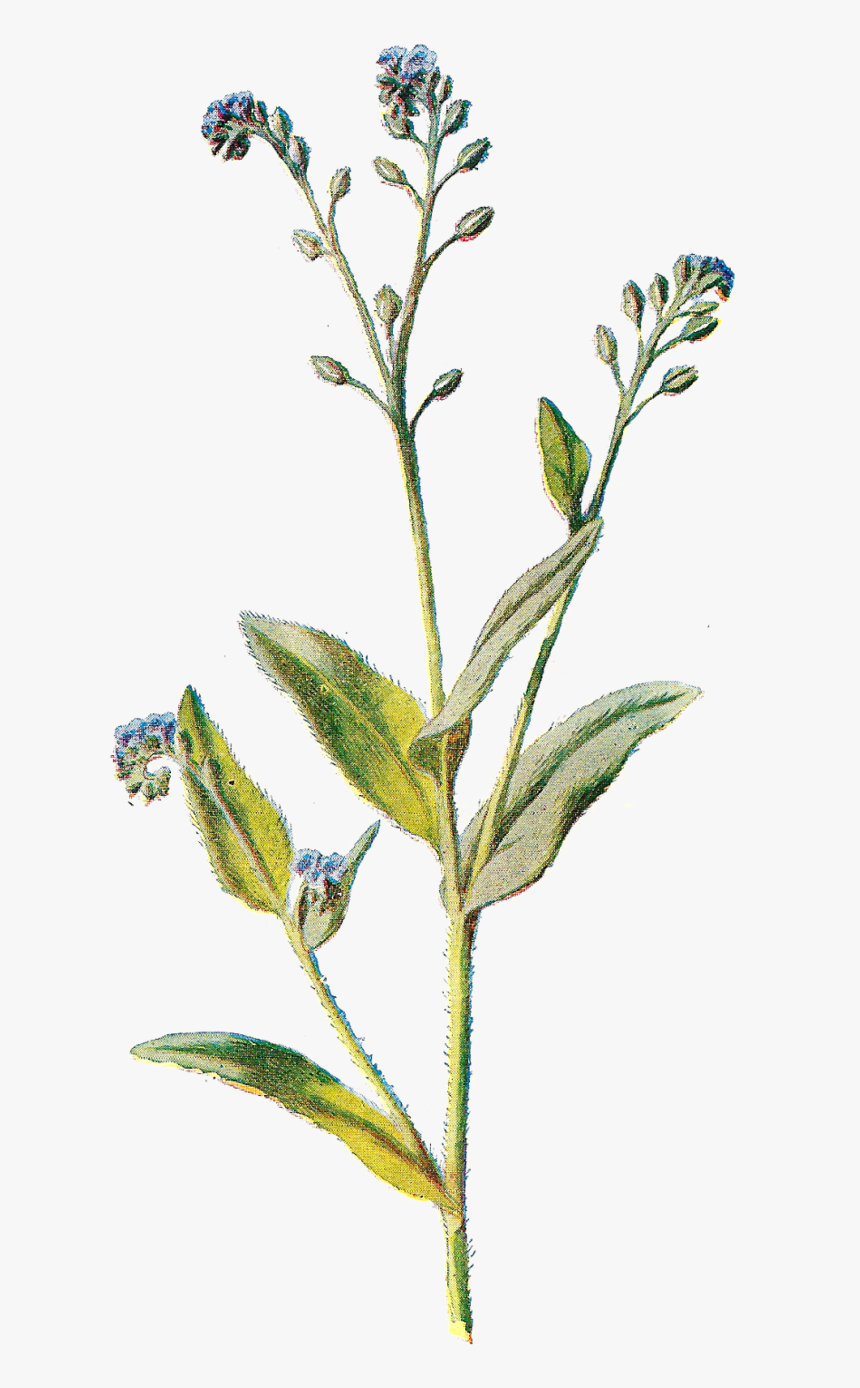 Wildflower Cliparts - Wildflower Drawing Transparent Background, HD Png Download