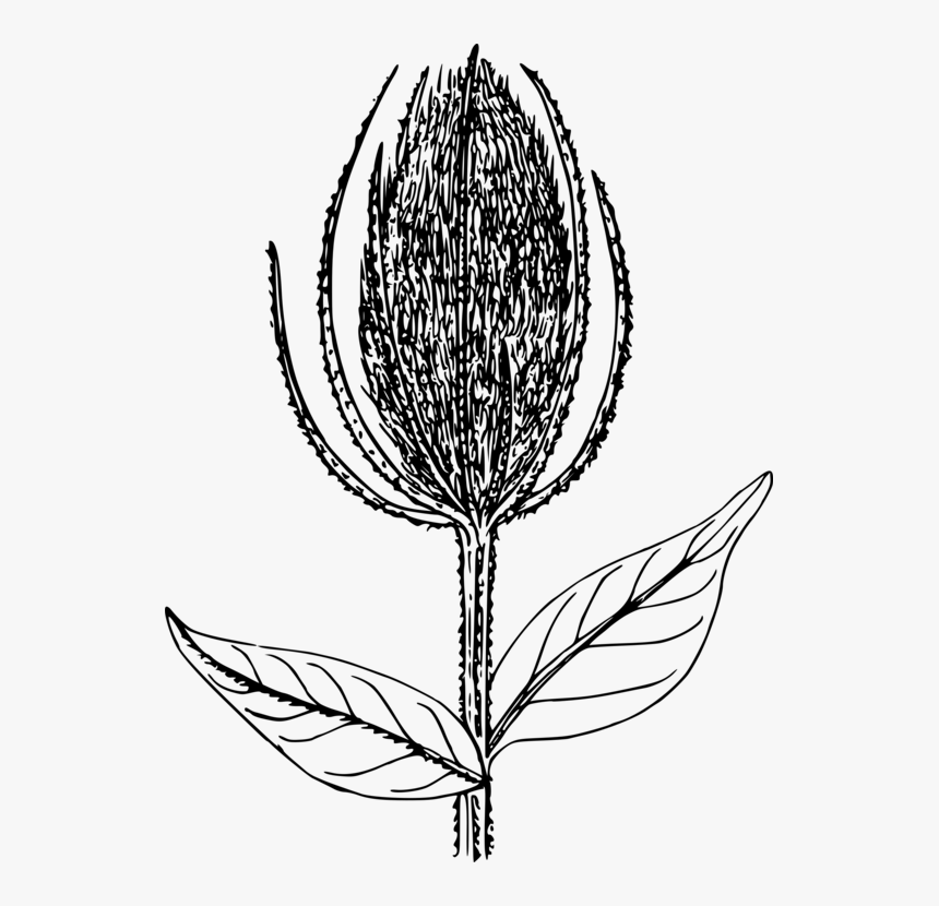 Botany,plant,flower - Illustration, HD Png Download