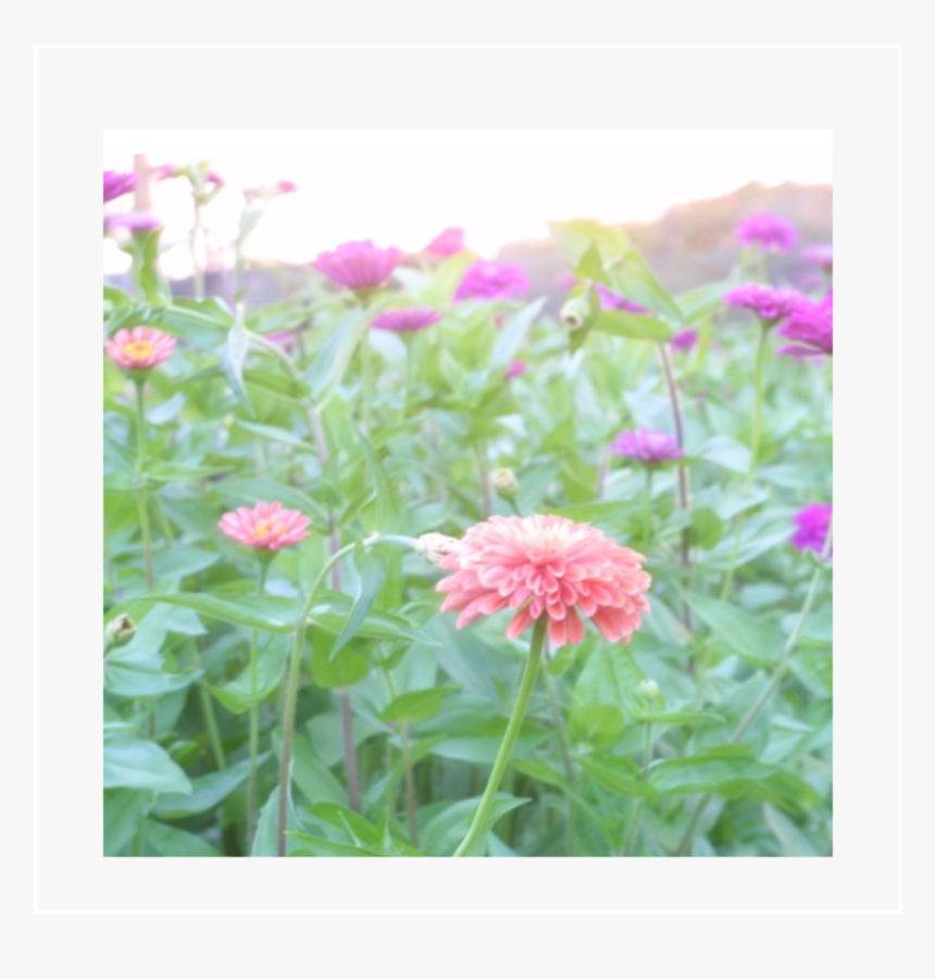 Navigation - Common Zinnia, HD Png Download