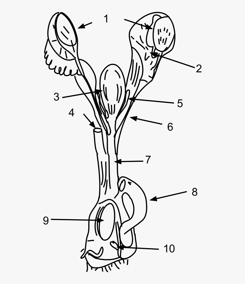Female Platypus Reproductive System, HD Png Download