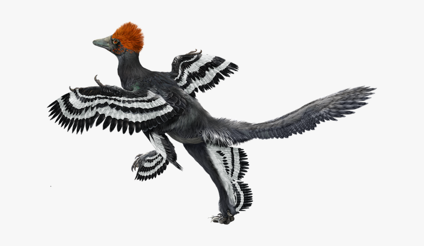 Anchiornis Huxleyi, HD Png Download